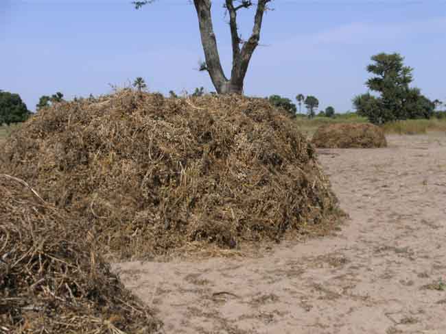 un champ d'arachides