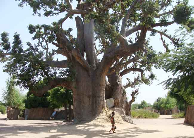 le baobab