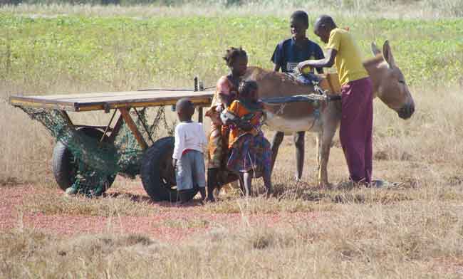 une charette avec un âne