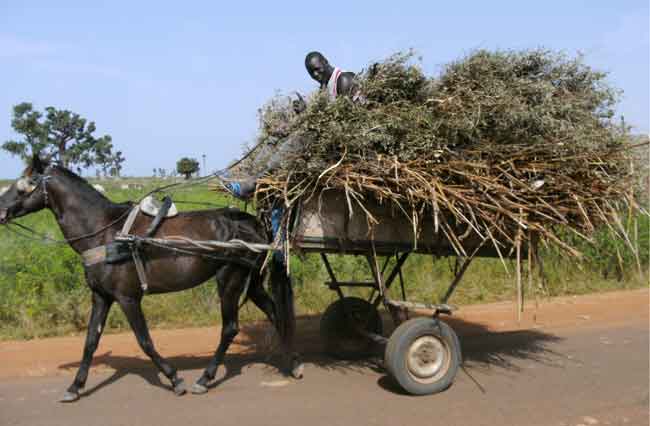 charette d'un cultivateur