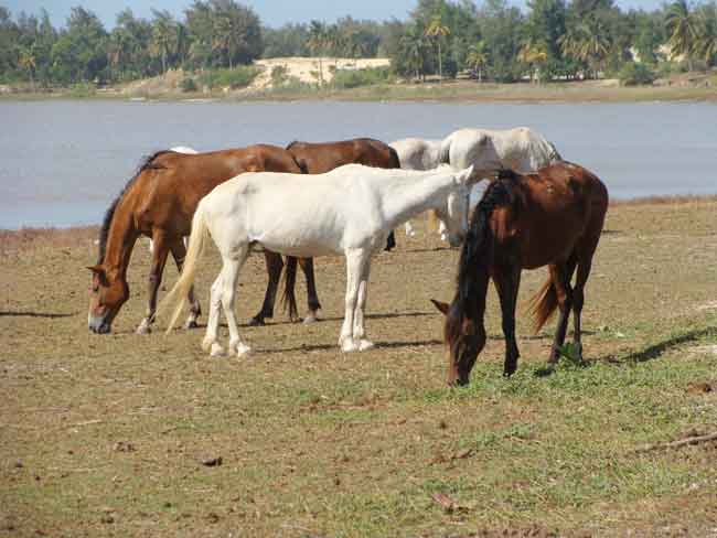 chevaux au lac