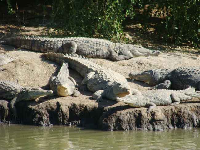 crocodiles