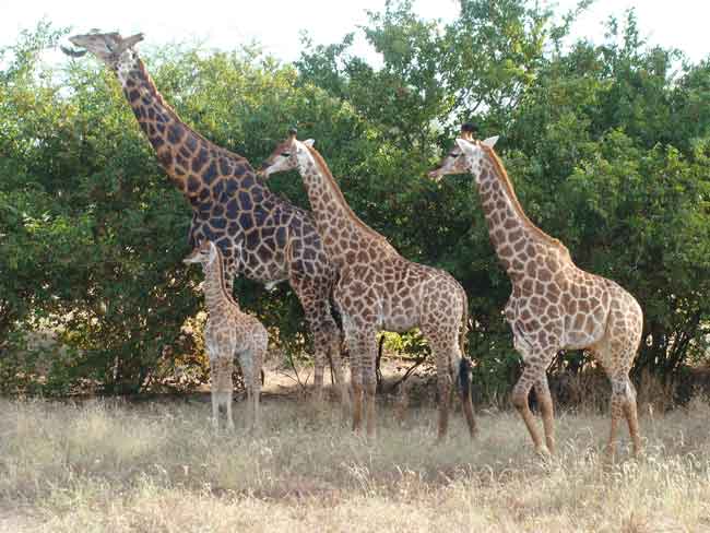 giraffes en famille