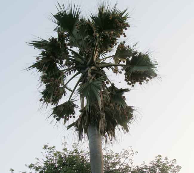 un palmier et des nids d'oiseaux