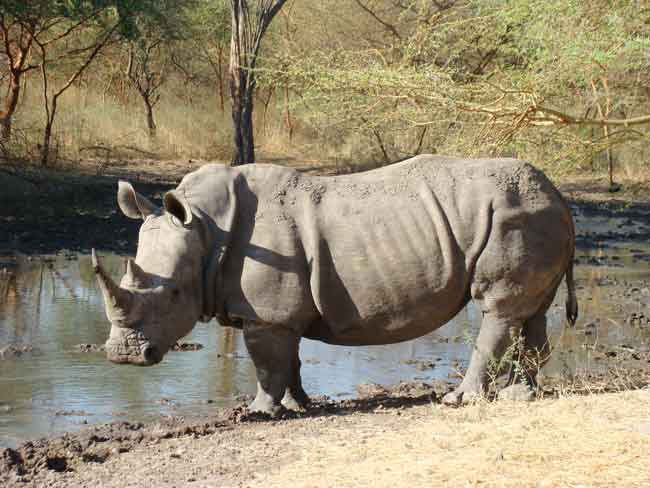 rhinocéros