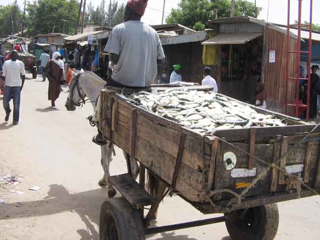 transport de poissons